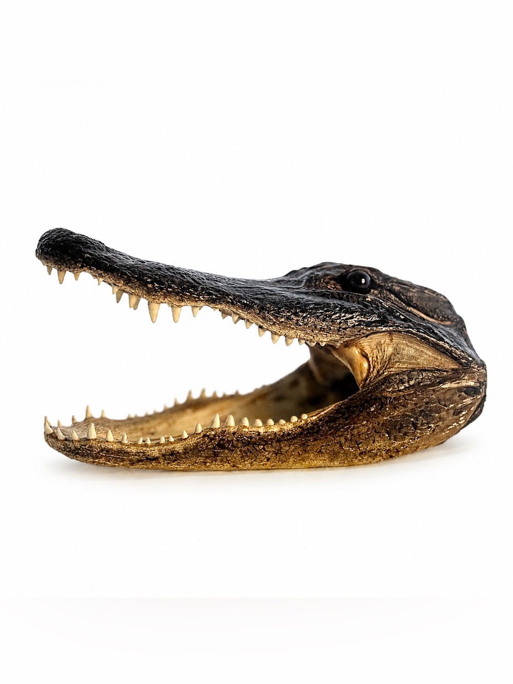 Alligator Head Taxidermy 11.5” Long Mouth Open Real Teeth & Skin Gator Skull